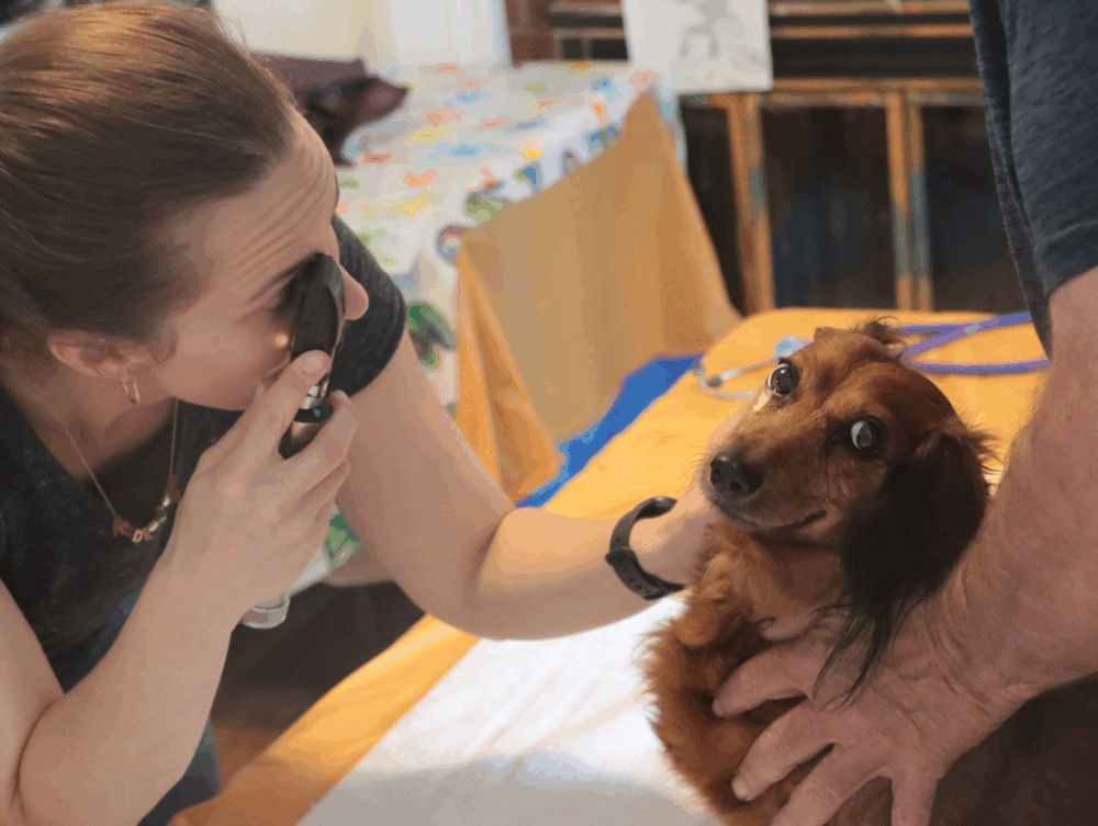 Vets and Humane Societies