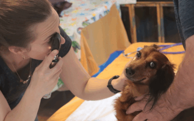 Vets and Humane Societies